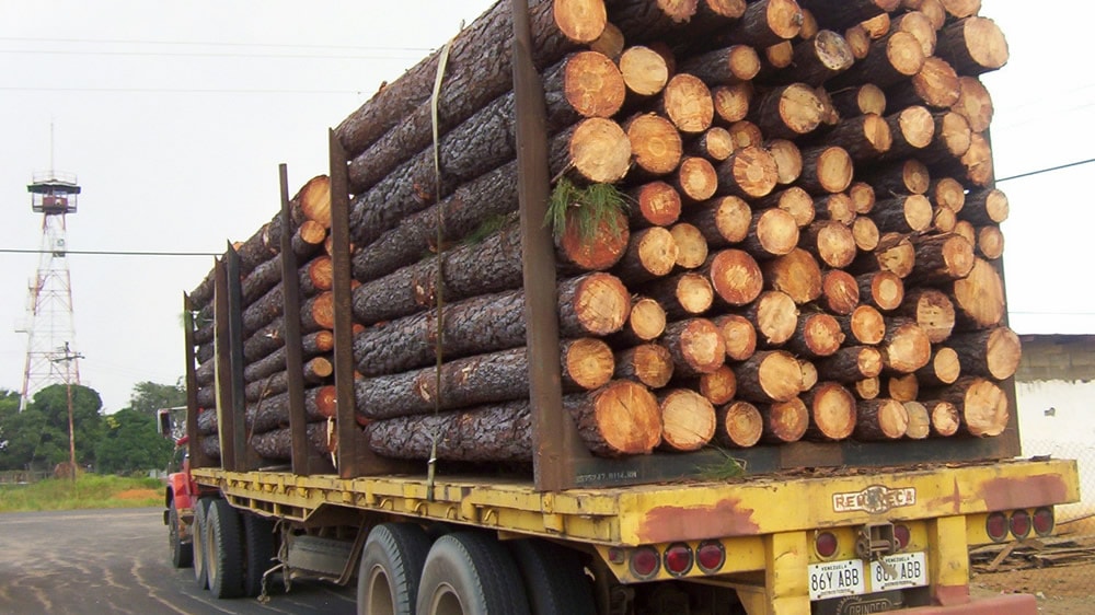Camión transportando árboles cortados