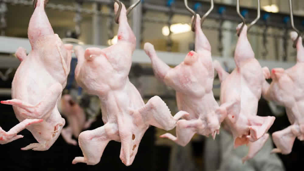 Los argentinos ya comen más de 45 kilos anuales de pollo por habitante