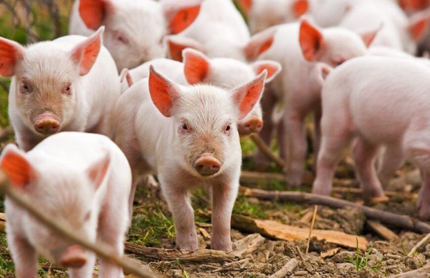 Del corral al mostrador: productores porcinos avanzan en la cadena