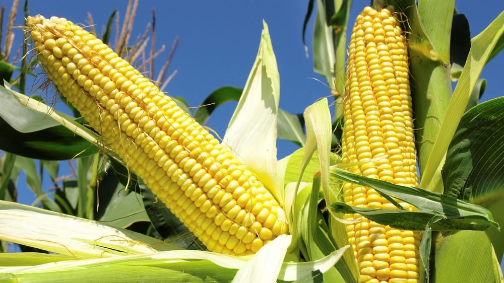 Nuevos eventos de maíz para la producción de grano y semilla