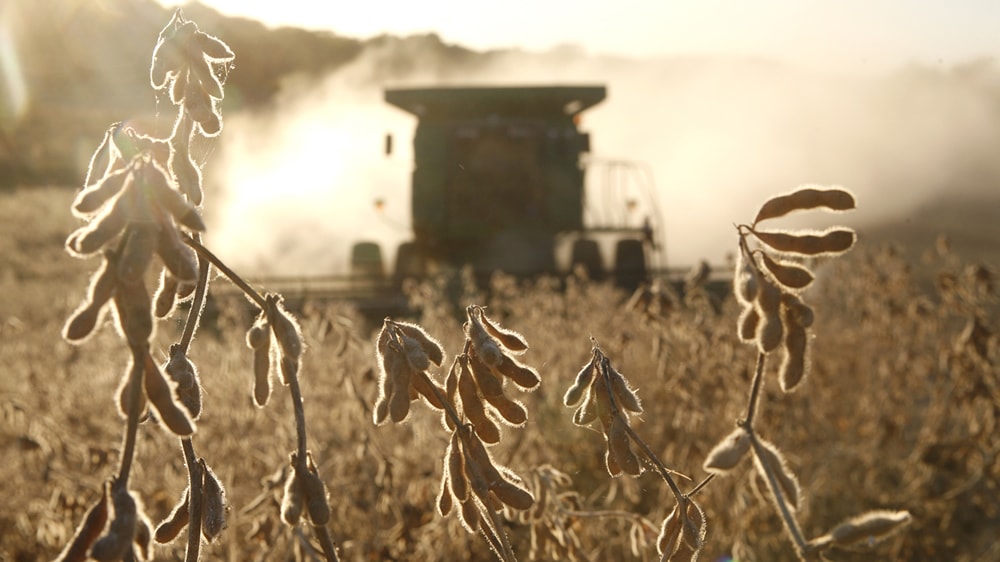 La Bolsa de Comercio de Rosario proyecta que la cosecha de maíz y soja alcanzaría las 105 millones de toneladas