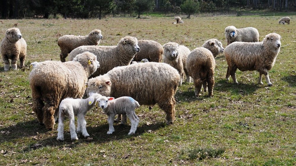 Cría de ovinos en Entre Ríos