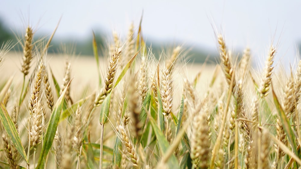 La campaña de trigo cerró con rendimientos récords en la zona núcleo