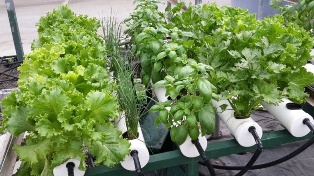 Cultivos de hortalizas y aromáticas hidropónicas