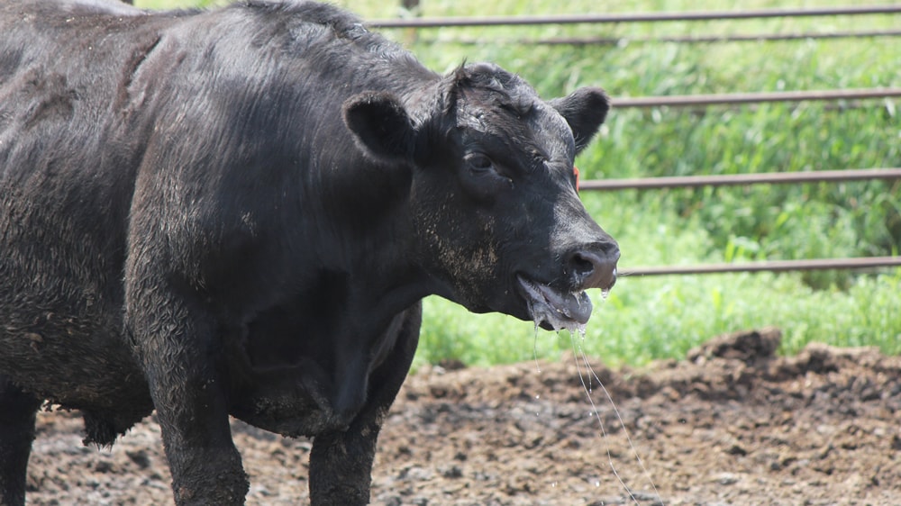 Pronóstico de estrés por calor en bovinos para carne