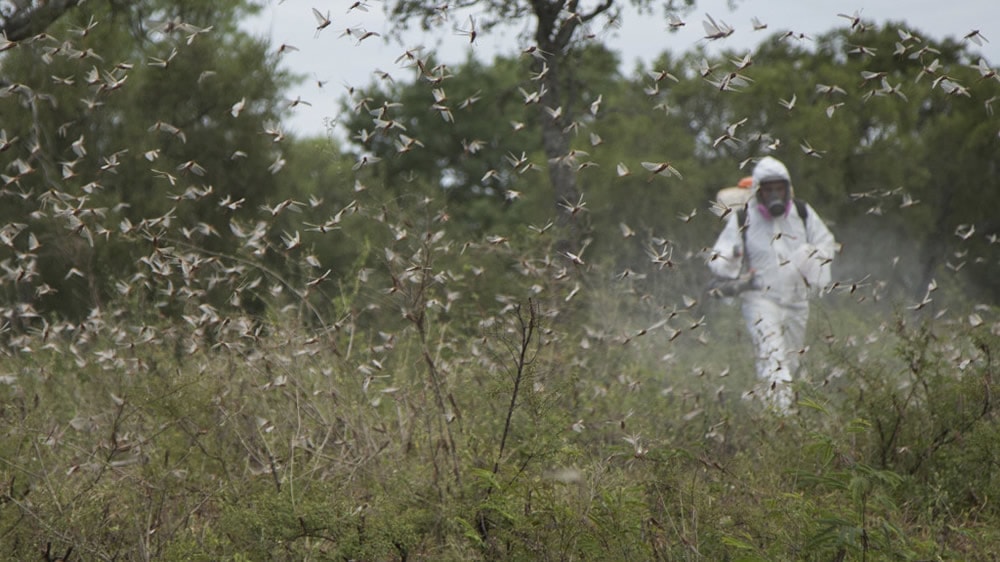 La peor plaga de langostas en 50 años azota a varias provincias del país y afecta a 700 mil hectáreas