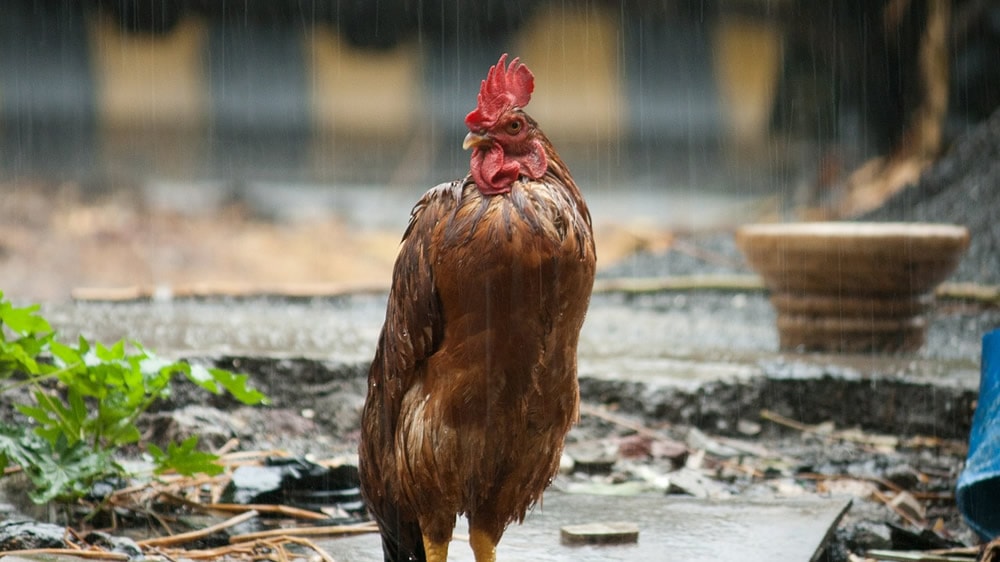 Gallo bajo la lluvia
