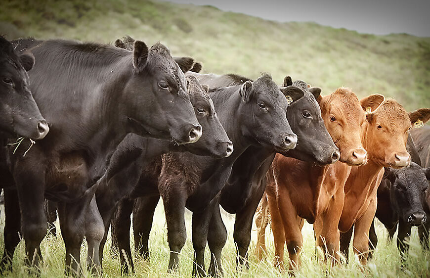 Los impuestos en la renta agrícola ganadera