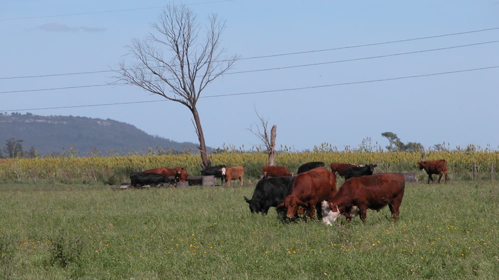 Casos de intoxicación bovina pastoreando Sorgo de Alepo en el departamento Toay