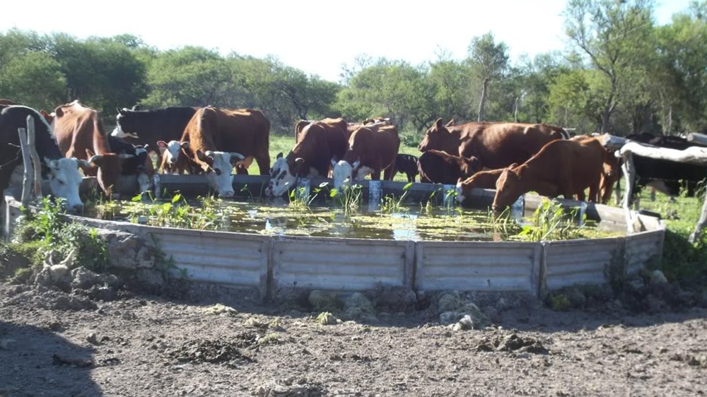 Con calor, el ganado consume hasta un hasta un 60% más de agua