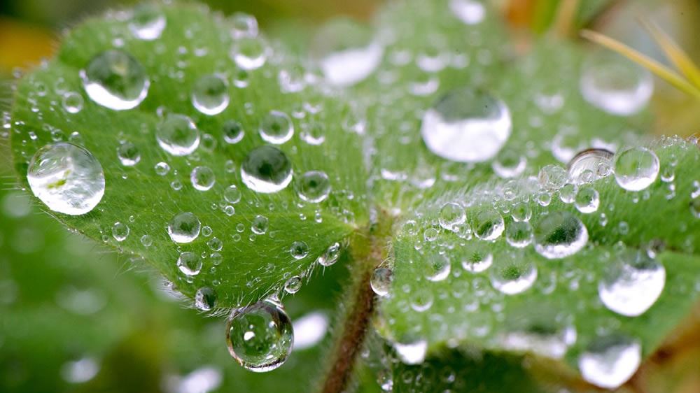 Las lluvias registradas en el norte del país permitirán concretar los planes de siembra