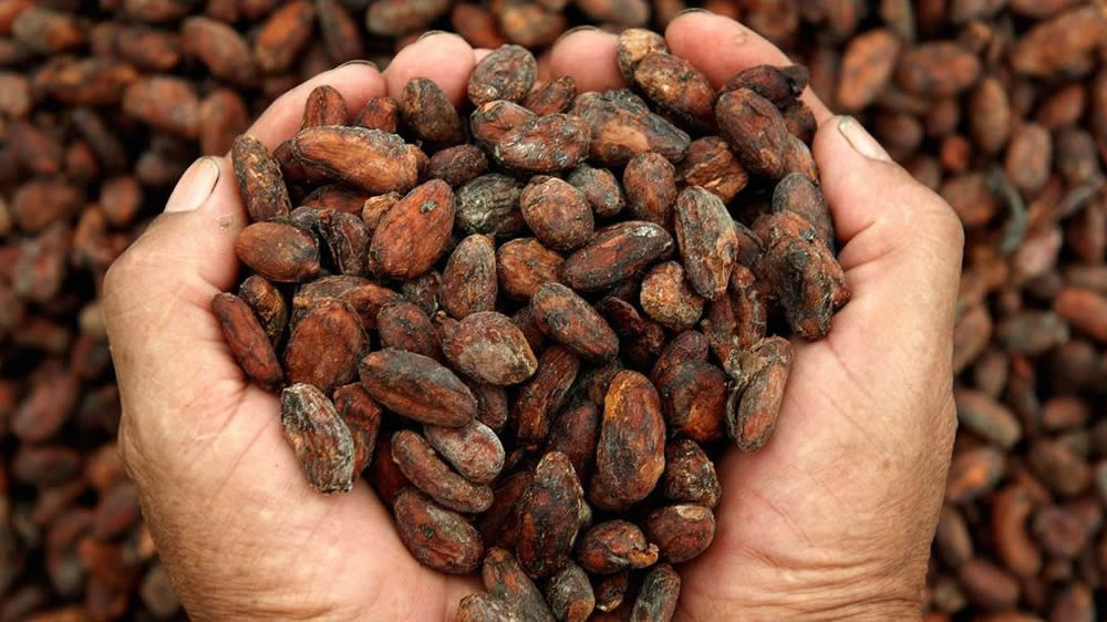 Granos de cacao en las manos