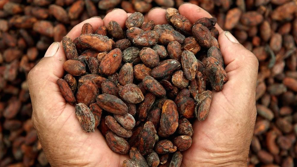 El chocolate podría salvarse de su extinción gracias a una tecnología génica