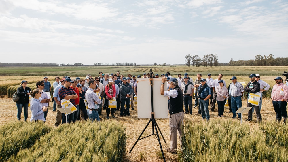 Con tres lanzamientos, Nidera hace una nueva apuesta al cultivo de trigo