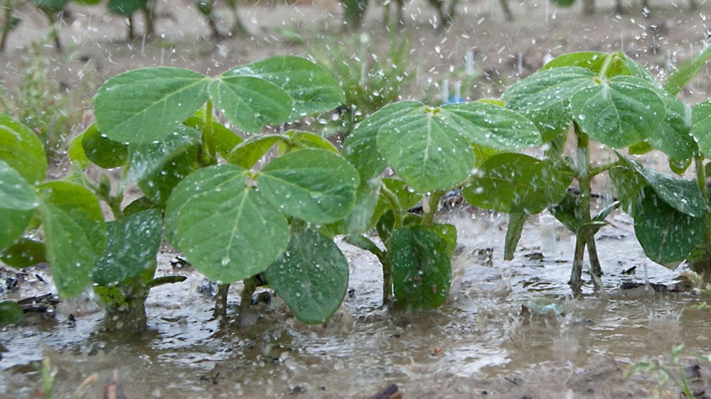 Lluvia sobre plantas de soja