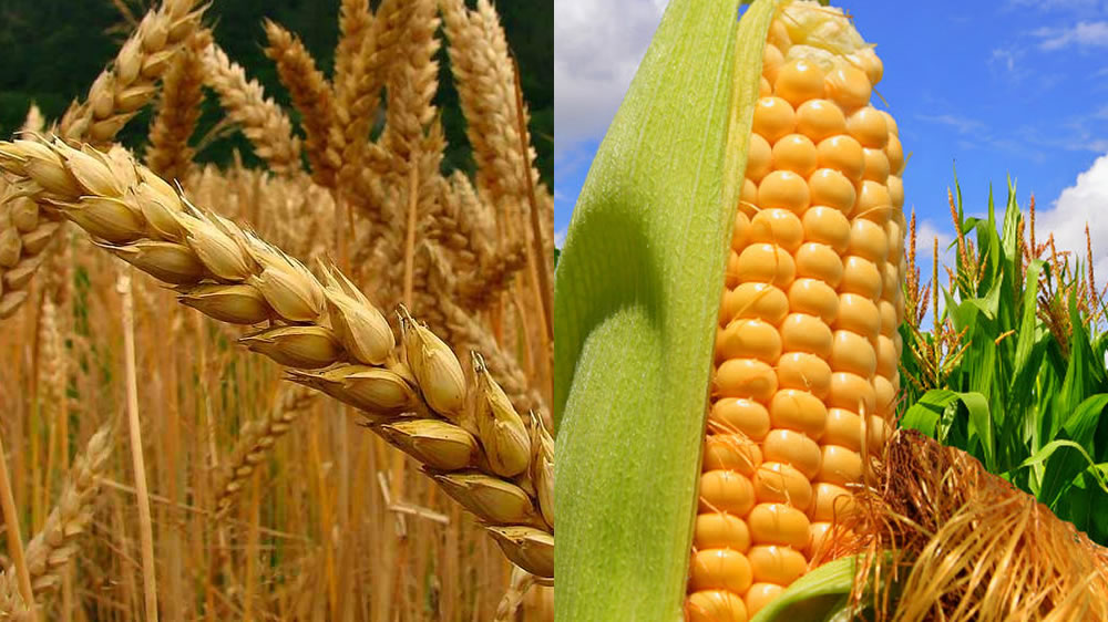 Por quitar retenciones en trigo y maíz, el Estado recaudó $4600 millones extras
