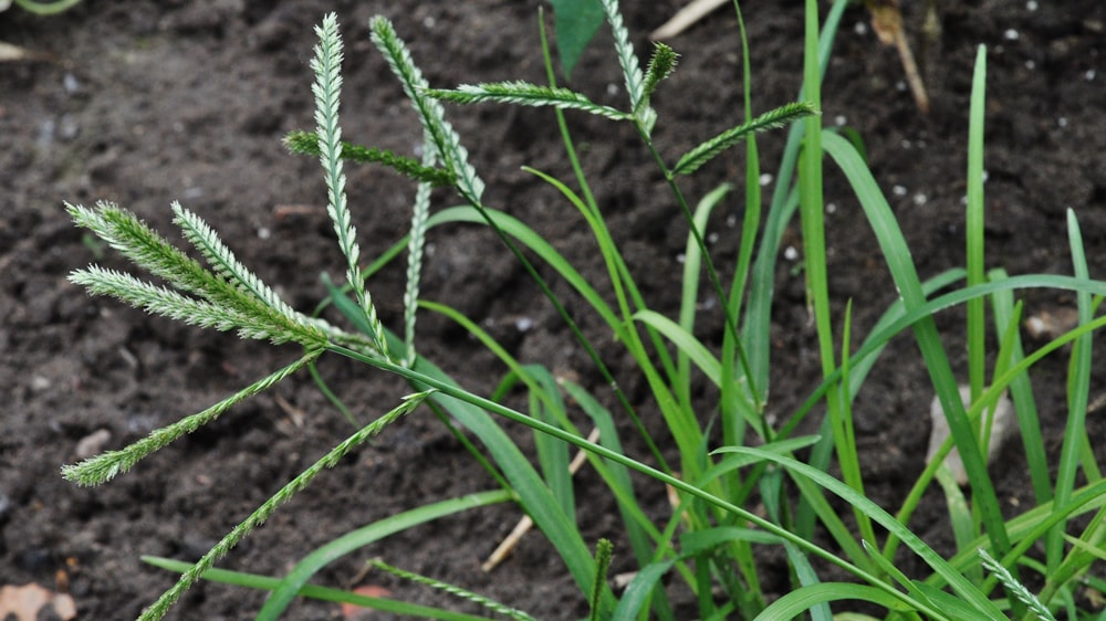 Gramíneas resistentes: el nuevo reto agrícola