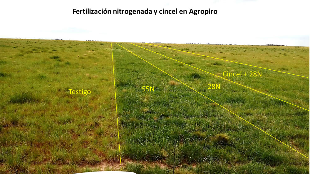 Más y mejores pasturas en el SO bonaerense