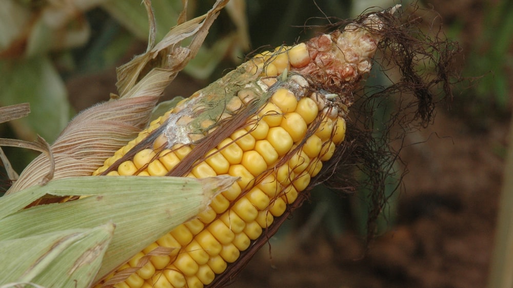 Micotoxinas: cuando la comida puede enfermar