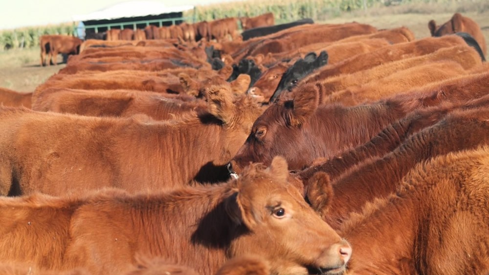 Leves aumentos para vacas y novillos, con bajas para los jóvenes