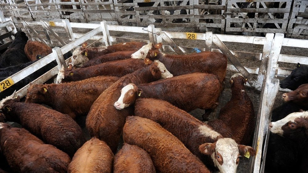 Tras la mayor entrada del año, bajó el valor de la hacienda en el Mercado de Liniers