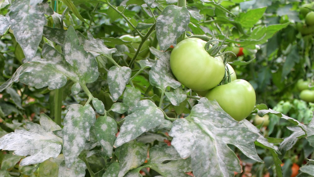 Hongo Oidio en plantas de tomates