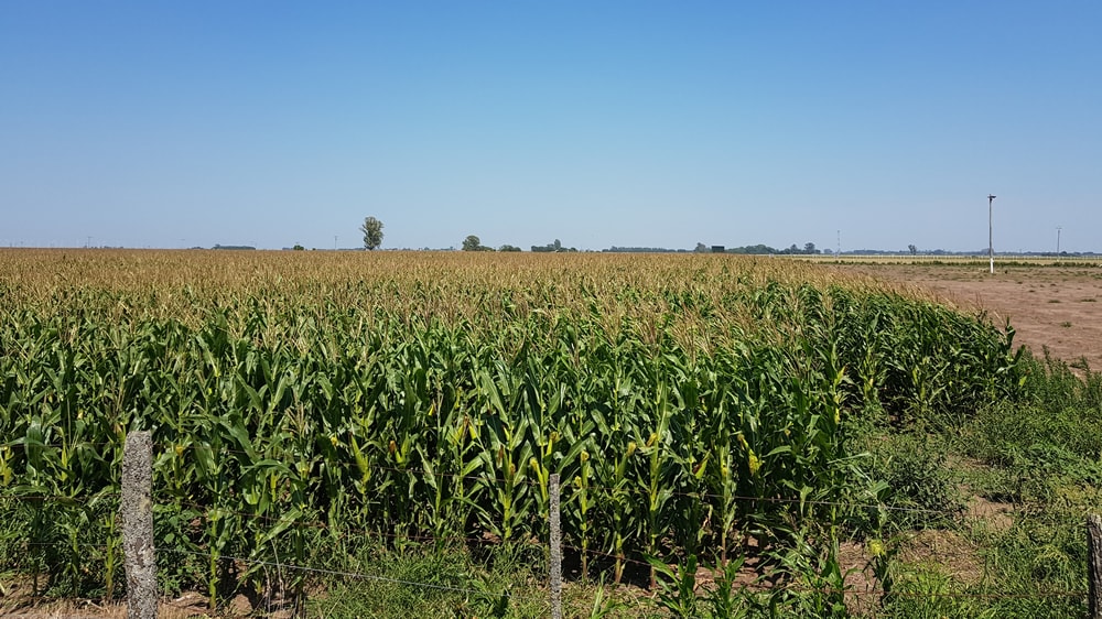 Cada $100 que produce una hectárea agrícola, $60 se lo queda el Estado