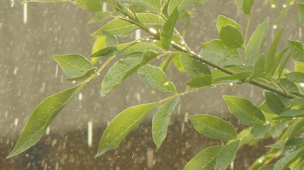 Las lluvias reactivan la siembra de soja y maíz en La Pampa y Buenos Aires