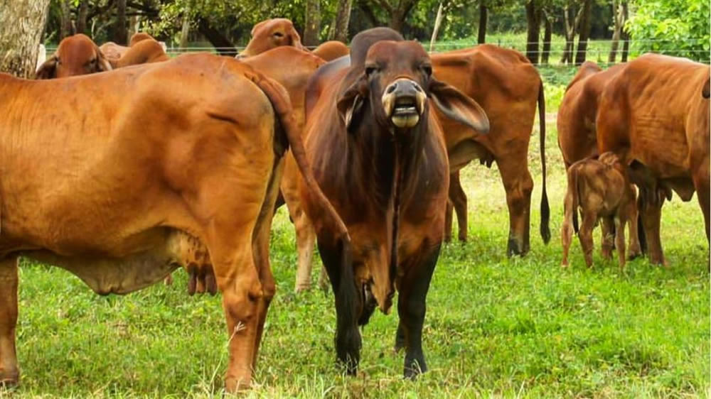 El reflejo de Flehmen en bovinos