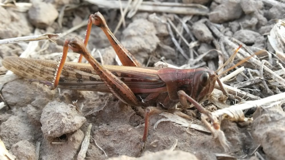 Senasa: habilitaron el uso de insecticidas para combatir la plaga de langostas