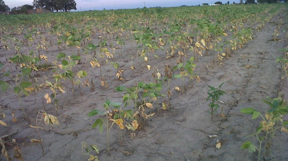 Sequía en plantación de soja