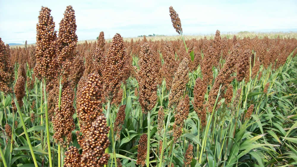 Avanza la siembra de sorgo a nivel nacional