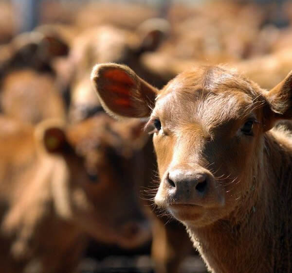 Aumentar el peso de faena para producir más carne