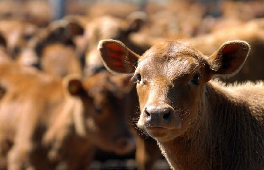 Aumentar el peso de faena para producir más carne