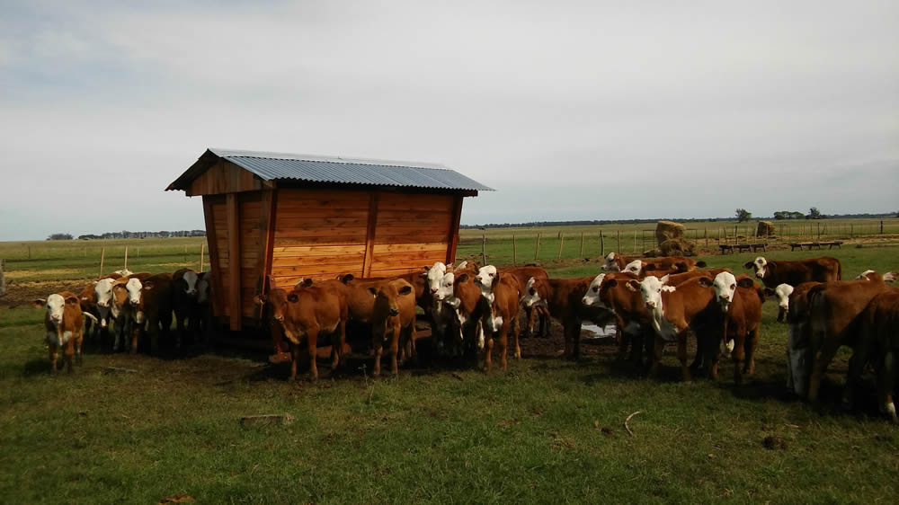 Los precios de la hacienda de consumo recuperaron terreno por las lluvias