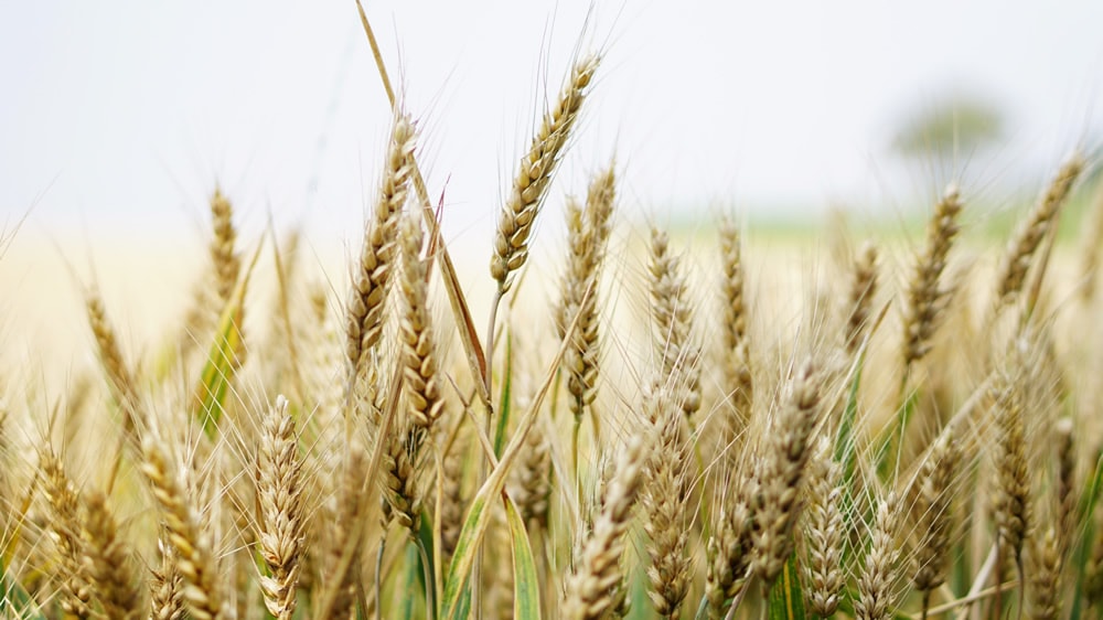 Campaña 2017/18: el trigo alcanzó alta producción y baja proteína