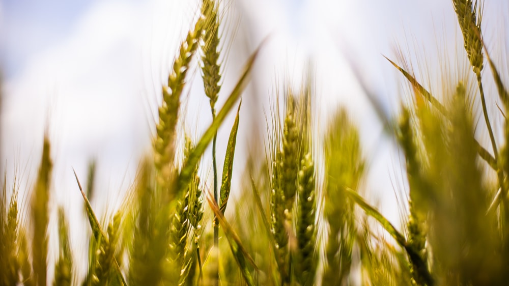El mal tiempo compromete la evolución de más de 1 Millón de hectáreas de trigo