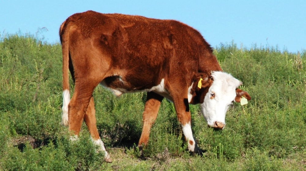 Tristeza bovina: el INTA desarrolló un test rápido de diagnóstico que ayuda a disminuir la mortandad