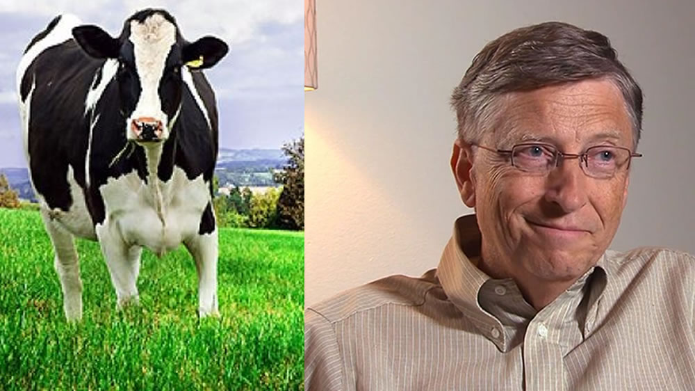 La vaca de los 40 millones de dólares: Bill Gates invertirá esa suma en el desarrollo de un animal