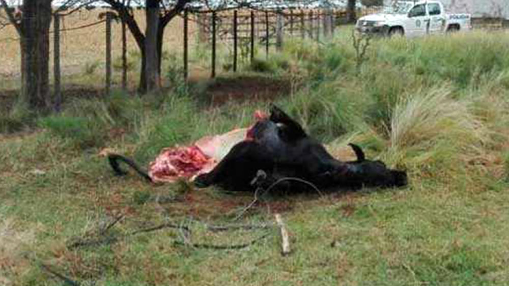 Conmoción en La Pampa: faenaron a una vaca que era para investigación del Conicet