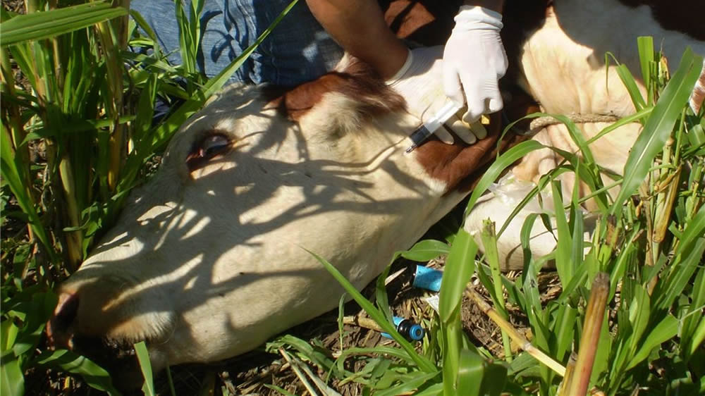 Intoxicación con nitratos en verdeos de sorgo