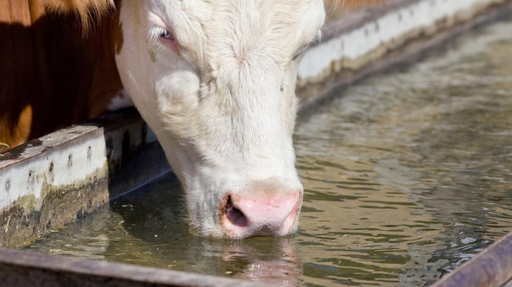 Vaca Hereford bebiendo agua
