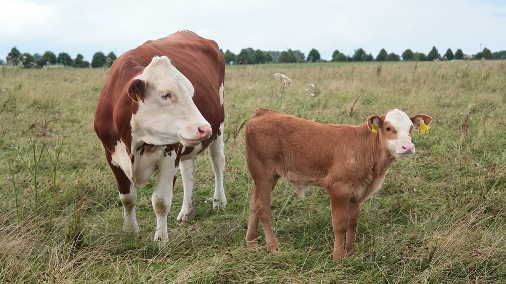 Efecto de la edad al destete y la suplementación al pie de la madre sobre la fertilidad al primer y segundo servicio en vaquillonas Hereford