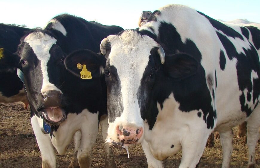 Estrés calórico en ganado lechero II: Consecuencias, indicadores de riesgo y cómo minimizar su efecto