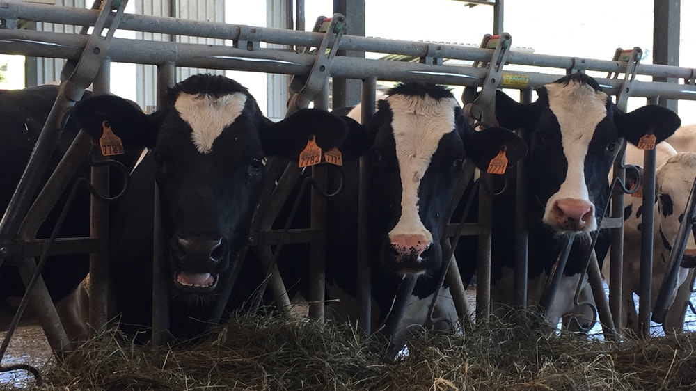 Vacas con stress calórico