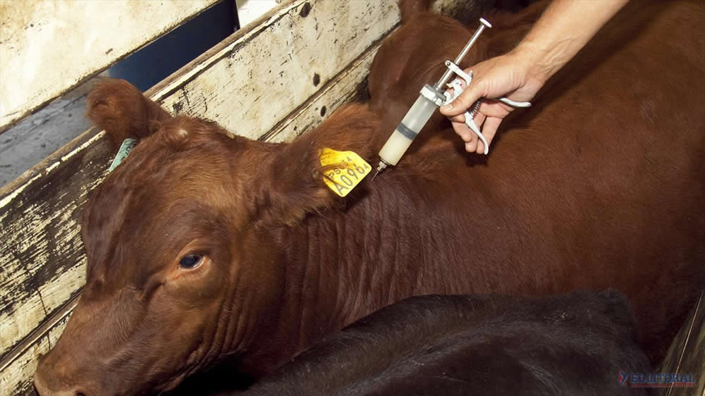 Vacunando bovinos contra Carbunclo