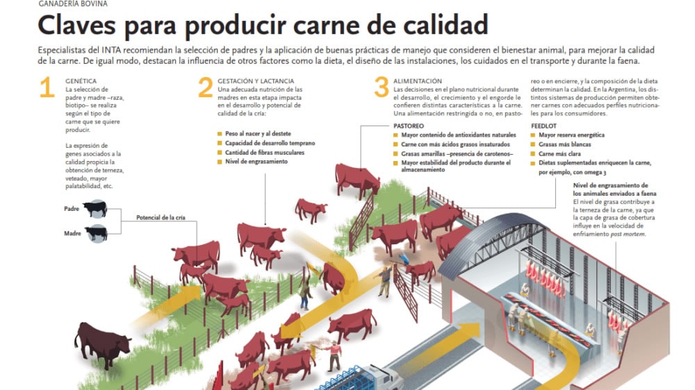 Infografía: claves para producir carne de calidad