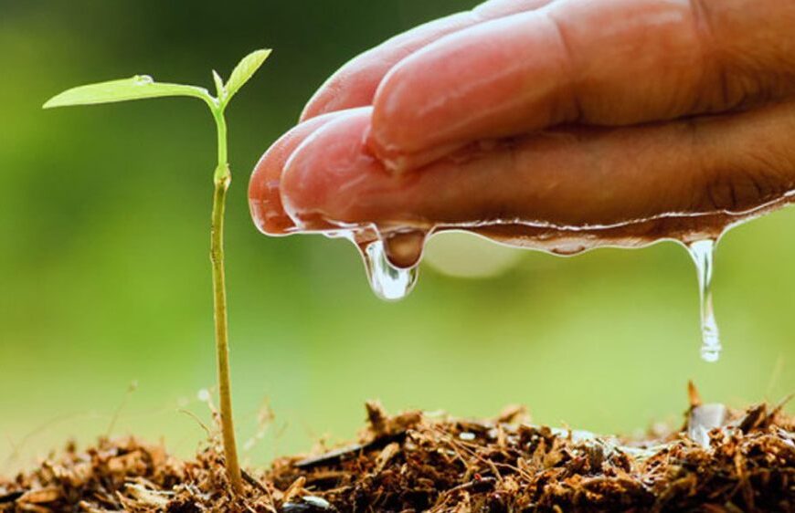 La disponibilidad de agua marca el rumbo de la campaña