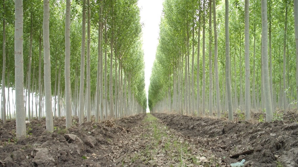 El INTA potencia la restauración de los bosques nativos