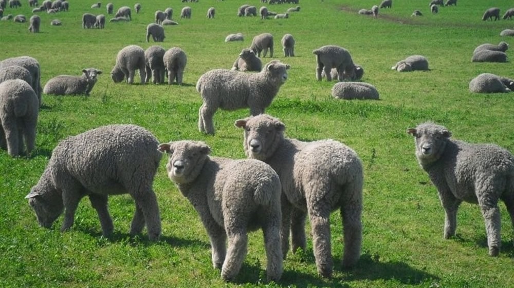 Engorde a corral de corderos Pampinta